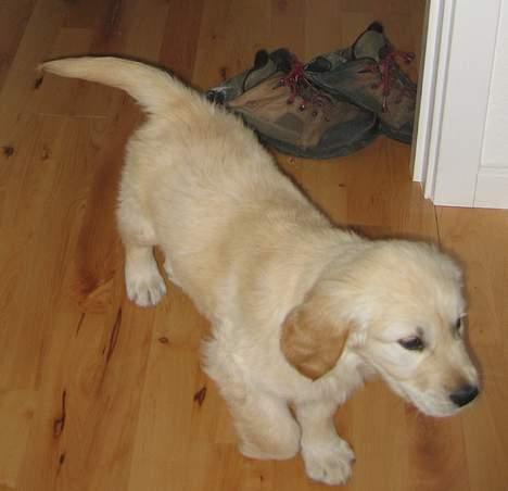 Golden retriever "McKenzie" billede 8