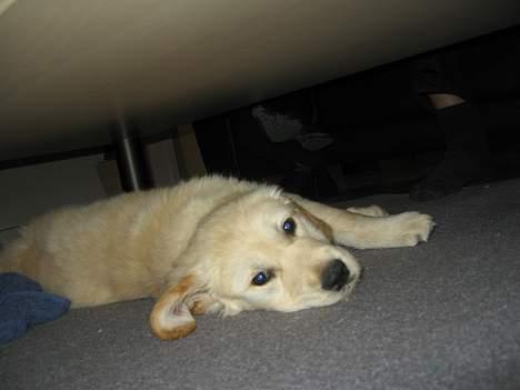 Golden retriever "McKenzie" billede 9