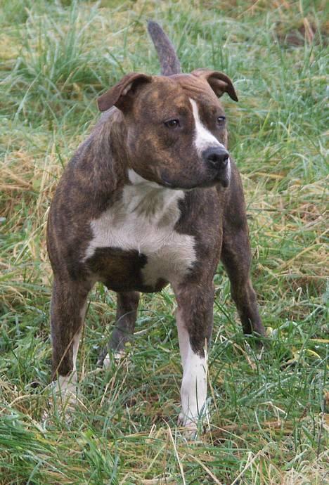 Amerikansk staffordshire terrier Highland Dear Coco - 15 mdr. en stor pige efterhånden. billede 13