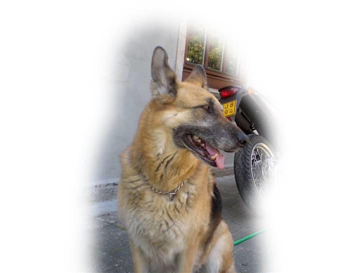 Schæferhund Nero *RIP* SAVNER DIG billede 1