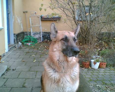 Schæferhund Nero *RIP* SAVNER DIG billede 2