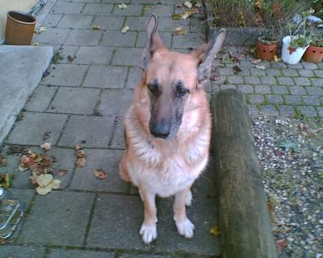 Schæferhund Nero *RIP* SAVNER DIG billede 3