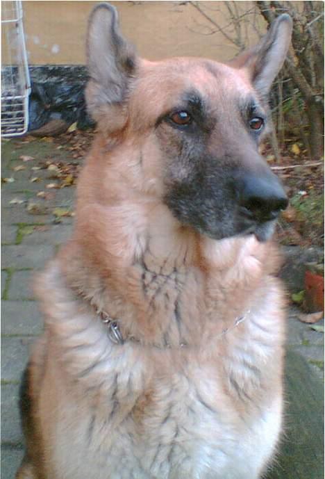 Schæferhund Nero *RIP* SAVNER DIG billede 4