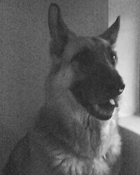 Schæferhund Nero *RIP* SAVNER DIG - SMIL :) billede 5
