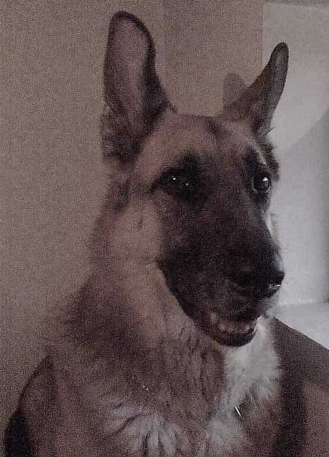 Schæferhund Nero *RIP* SAVNER DIG - SE MINE ØJNE... billede 6