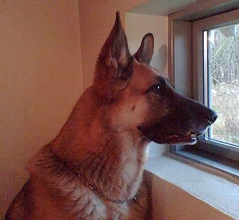 Schæferhund Nero *RIP* SAVNER DIG - Mit yndlings vagt sted.... billede 7