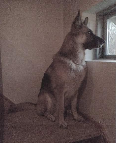 Schæferhund Nero *RIP* SAVNER DIG - Yndlingsvagt sted igen... billede 8