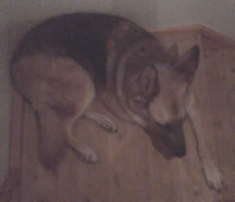 Schæferhund Nero *RIP* SAVNER DIG - Træt i poterne.. billede 9