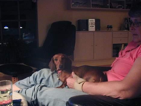 Dværggravhund Luna - kan man ikke sidde i fred hos "mormor" uden der bliver taget billeder  *gg* billede 6