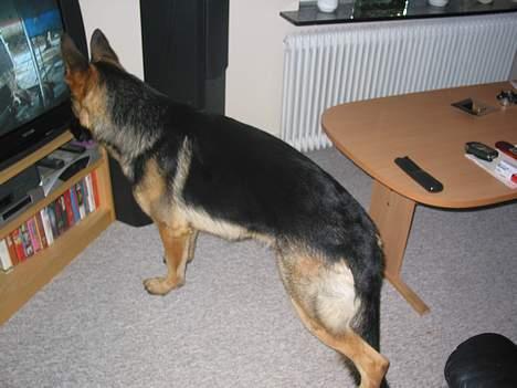 Schæferhund Darco - Jeg kan godt lide og se hunde på job billede 10