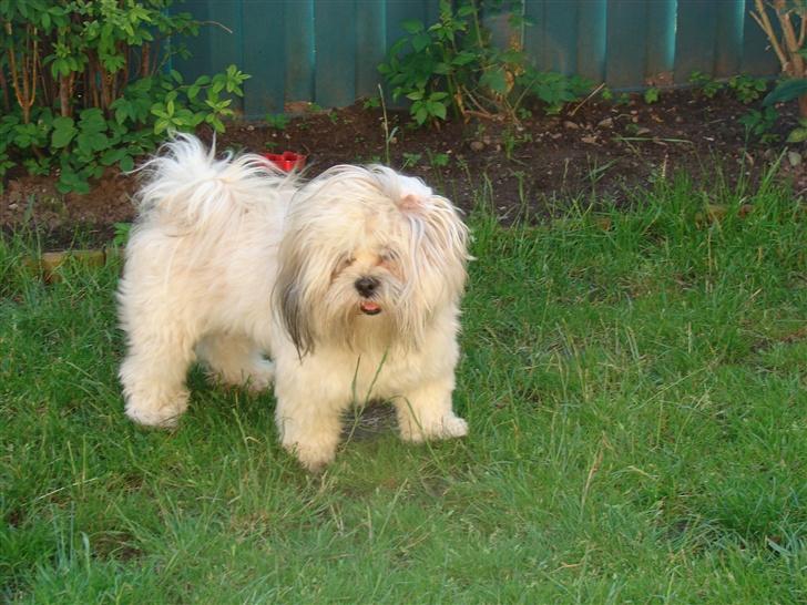 Lhasa apso Buller billede 8