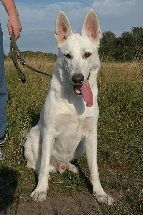Hvid schæfer Rolf von American Canadia - nu er jeg en stor dreng på 3 år der er glad for alle billede 1
