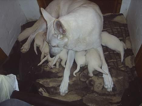 Hvid schæfer Rolf von American Canadia - min mor Kia passer godt på os 2 han hunde og vores 7 tæver billede 2