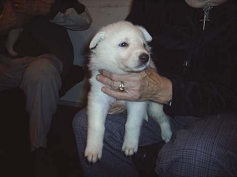 Hvid schæfer Rolf von American Canadia - Jeg bliver også stor meget snart billede 4