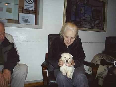 Hvid schæfer Rolf von American Canadia - Her er min "mormor" der passer os hjemme i Rødovre billede 5