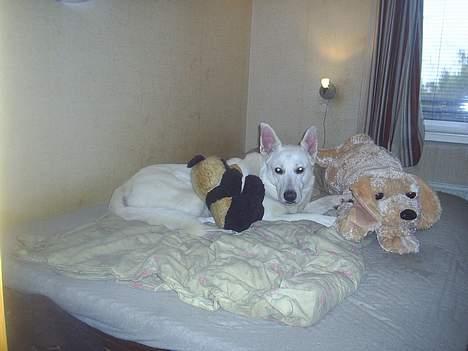 Hvid schæfer Rolf von American Canadia - Far Nero har lagt sig og venter sammen med en stor tøjhund og bjørn og vente på jeg kommer hjem inden jul billede 6