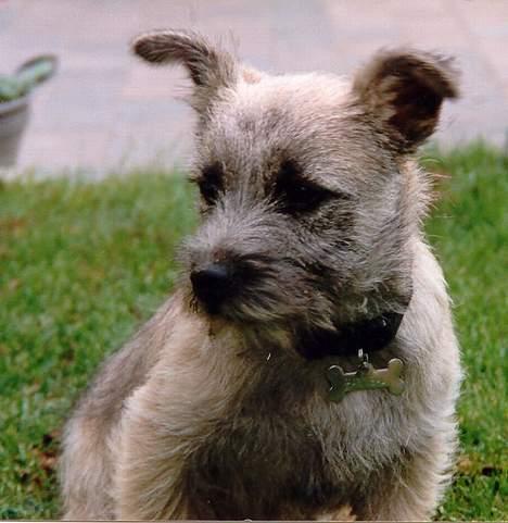 Cairn terrier Hannibal *3.2.98 - 14.10.11* - Her er jeg ikke ret gammel - der er ikke helt nok stivelse i ørerne endnu:o) billede 8