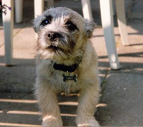 Cairn terrier Hannibal *3.2.98 - 14.10.11* - Hvor mon mine ører er henne??? billede 9