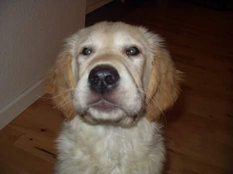Golden retriever "McKenzie" - Kenzie en smule hævet i ansigtet, heldigvis normal igen nu, men lidt skægt billede 10