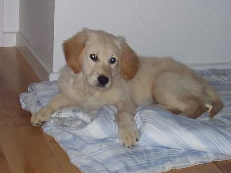 Golden retriever "McKenzie" - Her på sit elskede tæppe billede 11