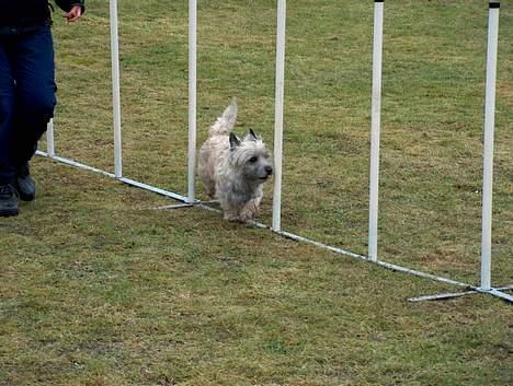 Cairn terrier Hannibal *3.2.98 - 14.10.11* - Jeg er bare go´ til det her... billede 15