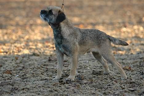 Border terrier lutra´s oscar - Har du mad..? billede 1