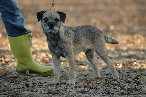 Border terrier lutra´s oscar - Hey... Jeg hedder Ossi Osbourn er jeg ikk´ lækker...? billede 2