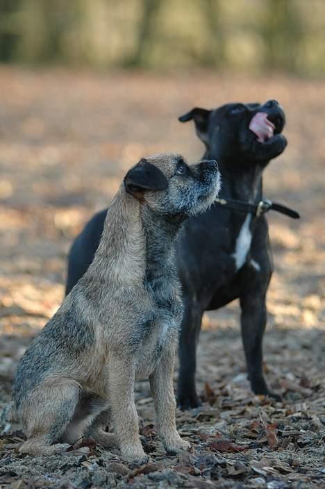 Border terrier lutra´s oscar - Oscar og Gipsy, Der står mad på hjernen.. billede 3