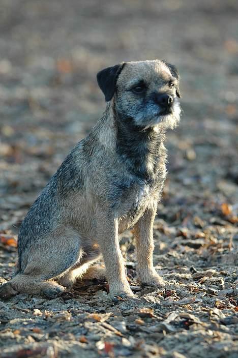 Border terrier lutra´s oscar - Fotomodel er et hårdt arbejde.. billede 4