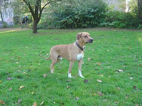 Amerikansk staffordshire terrier Killah - ahhh det dejligt og være i parken og få frisk luft :) billede 13