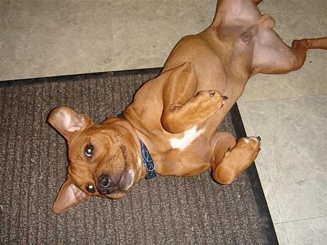 Staffordshire bull terrier Taco *Aarslevs Dekko* - se hvor dygtig jeg er til at rulle rundt billede 12