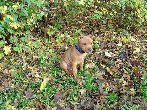 Staffordshire bull terrier Taco *Aarslevs Dekko* - hvor alle mine venner?? jeg sidder bar helt alene nede i parken billede 13