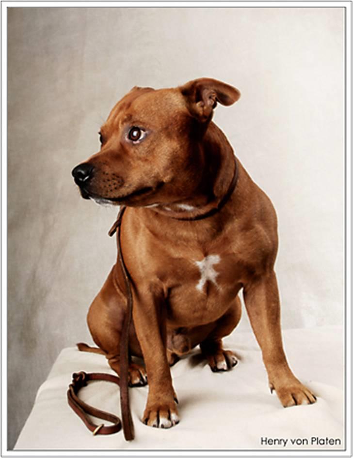 Staffordshire bull terrier Taco *Aarslevs Dekko* billede 14