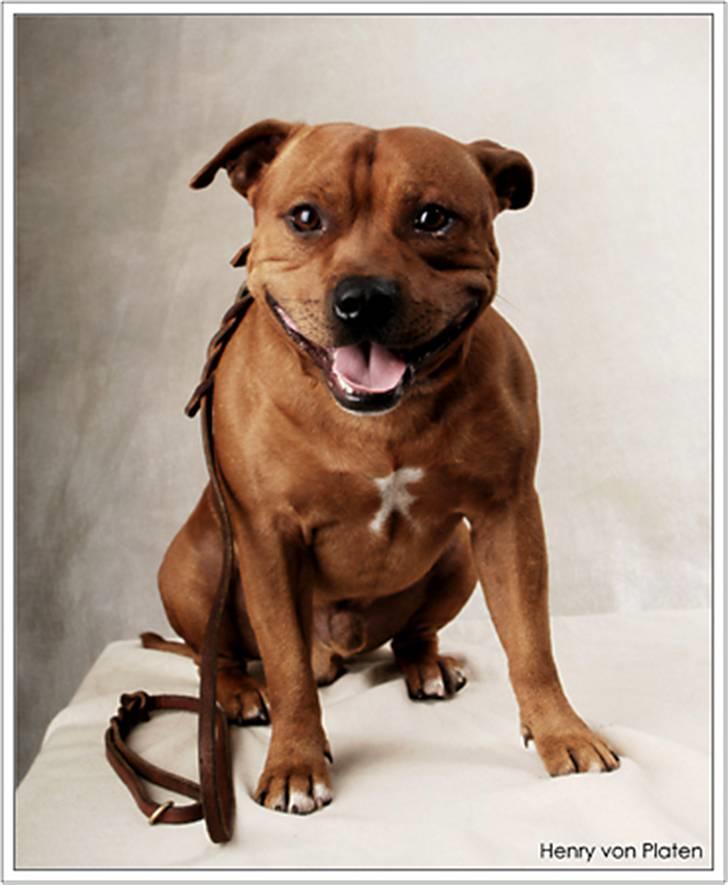 Staffordshire bull terrier Taco *Aarslevs Dekko* billede 15