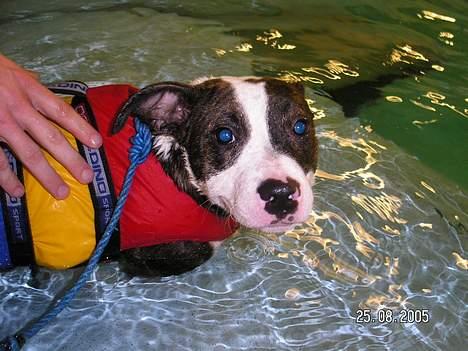 Blanding af racer Freja - Er altså ikke helt vild med at svømme... billede 2