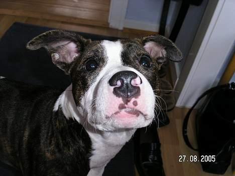 Blanding af racer Freja - Mad sagde du???? billede 3