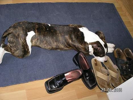 Blanding af racer Freja - Uha mormors sko er dejlige... billede 4