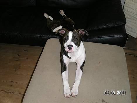 Blanding af racer Freja - Så laaaaaaaaaaaang billede 5