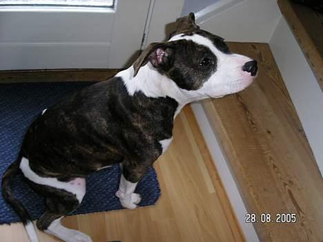 Blanding af racer Freja - Hm, er den mon farlig den trappe? billede 6