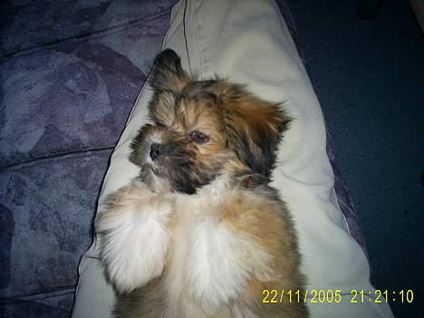 Lhasa apso Buller - RÅHYGGE!!! billede 9