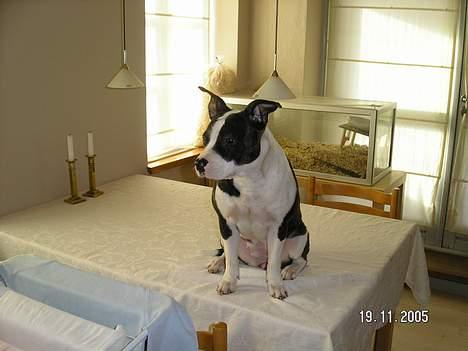 Blanding af racer Freja - Det gør da ikke noget jeg sidder her lidt vel??? billede 7