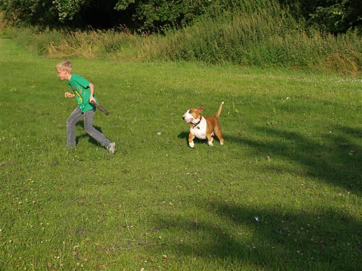 Bullterrier Ask og Pingo  - HOV - HOV den pind den MIN!!! billede 8