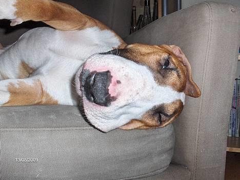 Bullterrier Ask og Pingo  - Tja hvad sir du - kan man se mere bullerbøvet ud?  billede 9