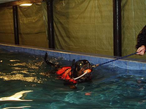 Rottweiler Tosca *Cue Beauty* billede 5