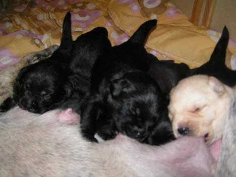 Blanding af racer Molly - hej se her vi er mollys hvalp og vi blev født den 12/10 er vi ikke dejlige billede 6