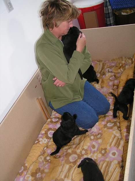 Blanding af racer Molly - her sider mor og pusler med os vi har den dejligste hundeseng i køkkenet hun er så sød ved os kan i tro vi er klar til at rejse her fra den 12/12 kunne i ikke tænke jeg at have en af os som jeres allerbeste ven. billede 7