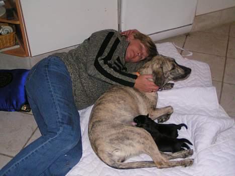 Blanding af racer Molly - her passer mor på os alle sammen hun er så sød ved o kan i lige tro billede 8