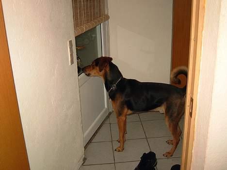 Blanding af racer simba - passer på ved hoved døren.... billede 1