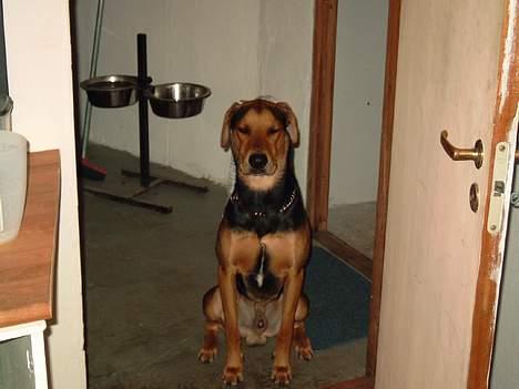 Blanding af racer simba - er jeg ikke dejlig når jeg sidder stille og venter på mad billede 2