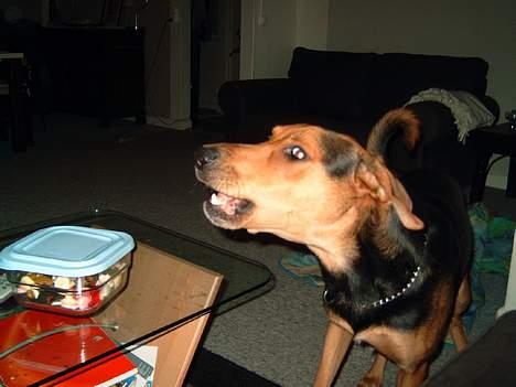 Blanding af racer simba - driller du bliver jeg tosset billede 3